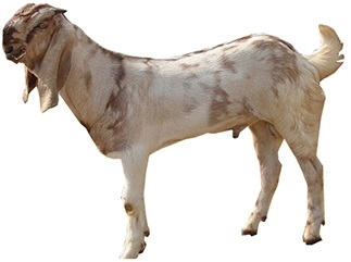 Jamunapari-male-Goat