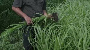 Pearl millet grass
