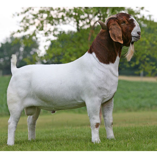 boer goat