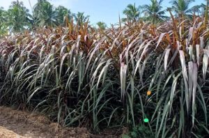 red napier grass