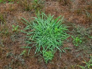 signal grass